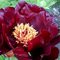 Пион 'Чоколэйт Солдьер' / Paeonia lactiflora 'Chocolate Soldier'