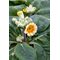Примула весенняя 'Лайм c Апельсином' / Primula veris 'Lime with Orange'