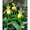 Башмачок 'Барри Филлипс' / Cypripedium 'Barry Phillips'