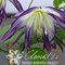 Клематис альпийский 'Блу Сюрпрайз' / Clematis alpina 'Blue Surprise'