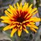 Гелиопсис 'Еллоу Спайдер' / Heliopsis helianthoides 'Yellow Spider'