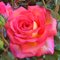 Роза 'Парфюм де Грасс' / Rose 'Parfum De Grasse', NIRP & Adam