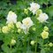 Аквилегия 'Винки Дабл Уайт' / Aquilegia 'Winky Double White'