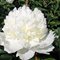 Пион 'Брайдл Гаун' /   Paeonia lactiflora 'Bridal Gown'