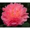 Пион 'Пинк Гавайан Корал' / Paeonia lactiflora 'Pink Hawaiian Coral'