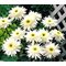Нивяник 'Санте' / Leucanthemum 'Sante'