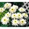 Нивяник 'Санте' / Leucanthemum 'Sante'