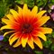 Гелиопсис 'Бернинг Хатс' / Heliopsis helianthoides 'Burning Hearts'