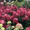 Гортензия метельчатая 'Бонфайер' / Hydrangea paniculata 'Bonfire'