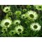 Эхинацея 'Грин Джевэл' / Echinacea 'Green Jewel'