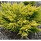 Можжевельник  горизонтальный 'Лайм Глоу' / Juniperus horizontalis 'Lime Glow'