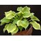 Хоста 'Лэйксайд Скэмп' / Hosta hybride 'Lakeside Scamp'