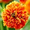 Гравилат 'Оранж Пампкин' / Geum 'Orange Pumpkin'