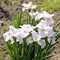Ирис сибирский 'Нот Куайт Уайт' / Iris sibirica 'Not Quite White'