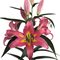 Лилия 'Корсини' / Lilium 'Corsini'