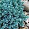 Можжевельник чешуйчатый 'Блу Стар' / Juniperus squamata 'Blue Star'