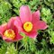 Проcтрел обыкновенный 'Розен Глок' / Pulsatilla vulgaris 'Rosen Glocke'