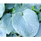 Хоста 'Паудер Блу' / Hosta 'Powder Blue'