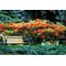 Рододендрон листопадный 'Мандарин Лайтс' / Rhododendron  'Mandarin Light'