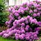 Рододендрон гибридный  'Розеум Элеганс' / Rhododendron hybriden 'Roseum Elegans'