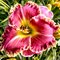 Лилейник 'Кэйп Бретон' / Hemerocallis 'Cape Breton'