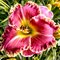 Лилейник 'Кэйп Бретон' / Hemerocallis 'Cape Breton'