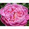 Пион 'Синк Пинк' / Paeonia lactiflora 'Think Pink'