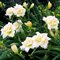 Лилейник 'Шникель  Фриц' /  Hemerocallis   'Schnickel  Fritz'