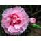 Гвоздика перистая 'Дорис' /  Dianthus plumarius 'Doris'
