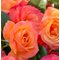 Роза 'Ибица' / Rose 'Ibiza', Interplant