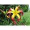 Лилейник 'Дэнсинг он Эйр' /  Hemerocallis 'Dancing on Air'