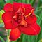 Лилейник 'Моусис Файр' / Hemerocallis 'Moses Fire'