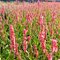 Горец  'Хай Сосьети' / Persicaria amplexicaule High Society'