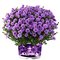 Астра кустарниковая 'Альфа Перпл Рокет' / Aster dumosus 'Alpha® Purple Rocket'
