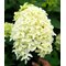 Гортензия метельчатая 'Скайфолл' / Hydrangea paniculata 'Skyfall'