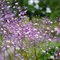 Ваcилистник Перпл Уингс / Thalictrum ‘Purple Wings’