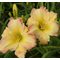Лилейник 'Бьютифул Эндингс' / Hemerocallis 'Beautiful Edgings'