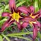 Лилейник 'Блэк Эрроухед' / Hemerocallis 'Black Arrowhead'