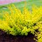 Барбарис 'Голдэн Карпет' / Berberis thunbergii 'Golden Carpet'