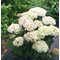 Гортензия древовидная 'Белла Рагацца Бланчетта' / Hydrangea arb. 'Bella Ragazza Blanchetta'