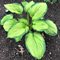 Хоста 'Калифорния Голд Раш' / Hosta 'California Gold Rush'