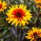 Гелиопсис 'Еллоу Спайдер' / Heliopsis helianthoides 'Yellow Spider'