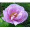 Пион 'Мэй Лилак' / Paeonia hybryda 'May Lilac'