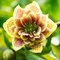 Морозник восточный 'Дабл Еллоу Споттед' / Helleborus orientalis 'Double Yellow Spotted'