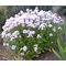 Колокольчик молочноцветковый 'Лоддон Энн' / Campanula lactiflora 'Loddon Anne'
