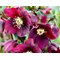 Морозник восточный 'Рэд Леди' / Helleborus orientalis 'Red Lady'