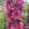 Дельфиниум 'Фламенко' / Delphinium 'Flamenco'