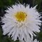 Нивяник 'Санте' / Leucanthemum 'Sante'
