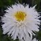 Нивяник 'Санте' / Leucanthemum 'Sante'