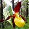 Башмачок настоящий / Cypripedium calceolus, Garden Orchid